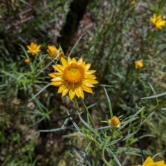 Xerochrysum viscosum at Hamilton Valley, NSW - 8 Oct 2021