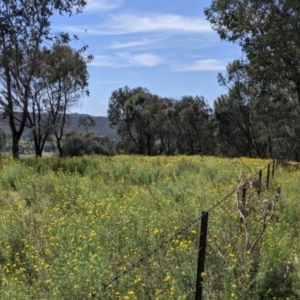 Xerochrysum viscosum at Hamilton Valley, NSW - 8 Oct 2021