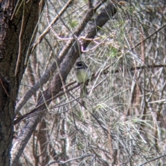 Rhipidura albiscapa (Grey Fantail) at Albury - 8 Oct 2021 by Darcy