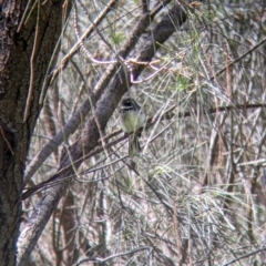 Rhipidura albiscapa (Grey Fantail) at Norris Hill - 8 Oct 2021 by Darcy