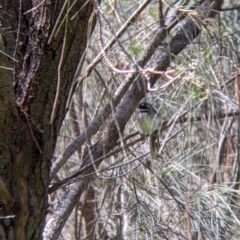 Rhipidura albiscapa at Glenroy, NSW - 8 Oct 2021 12:08 PM