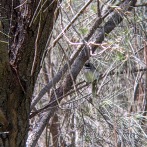 Rhipidura albiscapa at Glenroy, NSW - 8 Oct 2021