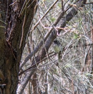 Rhipidura albiscapa at Glenroy, NSW - 8 Oct 2021 12:08 PM