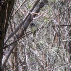 Rhipidura albiscapa at Glenroy, NSW - 8 Oct 2021