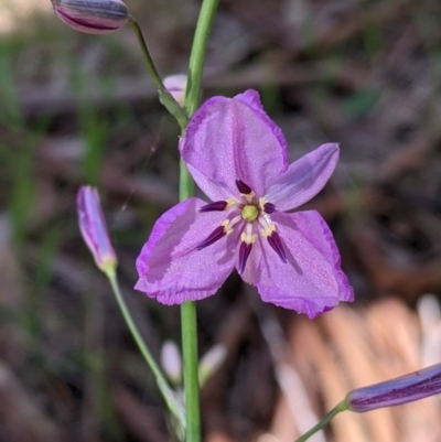 Arthropodium strictum (Chocolate Lily) at Albury - 8 Oct 2021 by Darcy