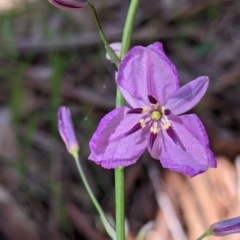 Arthropodium strictum at Glenroy, NSW - 8 Oct 2021 12:13 PM