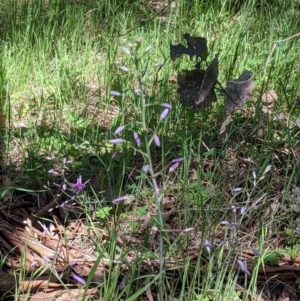 Arthropodium strictum at Glenroy, NSW - 8 Oct 2021 12:13 PM
