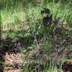 Arthropodium strictum at Glenroy, NSW - 8 Oct 2021