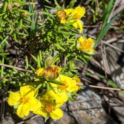 Hibbertia riparia (Erect Guinea-flower) at Norris Hill - 8 Oct 2021 by Darcy