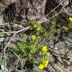 Hibbertia riparia at Glenroy, NSW - 8 Oct 2021 12:14 PM