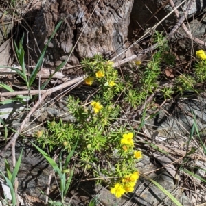 Hibbertia riparia at Glenroy, NSW - 8 Oct 2021