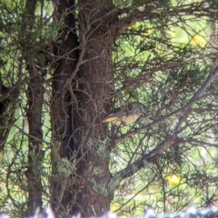 Acanthiza chrysorrhoa (Yellow-rumped Thornbill) at Norris Hill - 8 Oct 2021 by Darcy