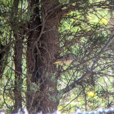 Acanthiza chrysorrhoa (Yellow-rumped Thornbill) at Norris Hill - 8 Oct 2021 by Darcy