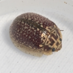 Paropsisterna decolorata (A Eucalyptus leaf beetle) at Hawker, ACT - 6 Oct 2021 by AlisonMilton