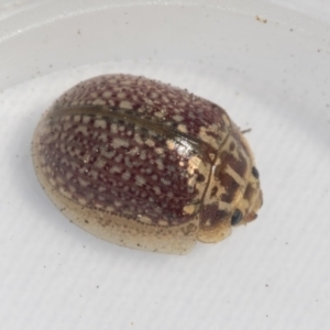 Paropsisterna decolorata at Hawker, ACT - 6 Oct 2021