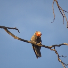 Callocephalon fimbriatum (Gang-gang Cockatoo) at Cook, ACT - 8 Oct 2021 by Amy