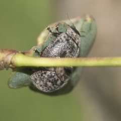 Trachymela sp. (genus) at Higgins, ACT - 4 Oct 2021