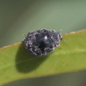 Coccinellidae (family) at Hawker, ACT - 4 Oct 2021 08:24 AM