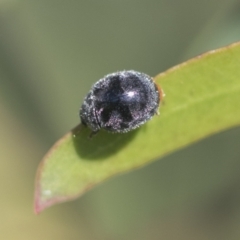 Coccinellidae (family) at Hawker, ACT - 4 Oct 2021 08:24 AM