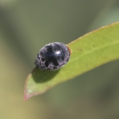 Coccinellidae (family) at Hawker, ACT - 4 Oct 2021 08:24 AM