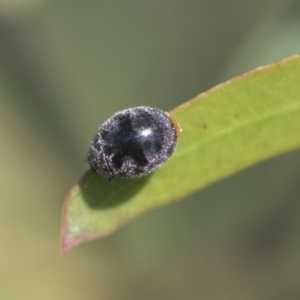 Coccinellidae (family) at Hawker, ACT - 4 Oct 2021