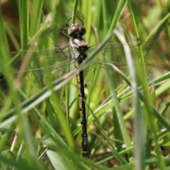 Hemicordulia tau (Tau Emerald) at Jerrabomberra Wetlands - 8 Oct 2021 by RodDeb