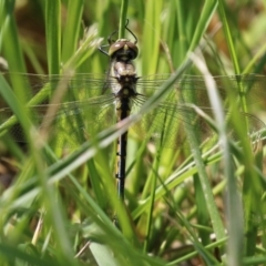 Hemicordulia tau at Fyshwick, ACT - 8 Oct 2021 12:51 PM