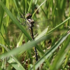 Hemicordulia tau at Fyshwick, ACT - 8 Oct 2021 12:51 PM