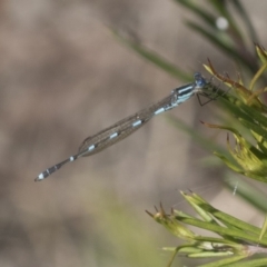 Austrolestes leda (Wandering Ringtail) at Hawker, ACT - 4 Oct 2021 by AlisonMilton