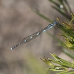 Austrolestes leda (Wandering Ringtail) at Hawker, ACT - 3 Oct 2021 by AlisonMilton