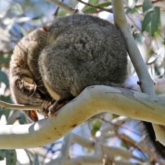 Trichosurus vulpecula (Common Brushtail Possum) at Fyshwick, ACT - 8 Oct 2021 by RodDeb