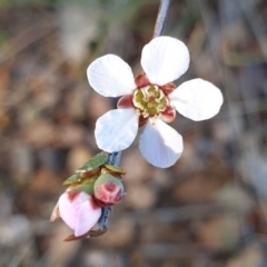 Gaudium multicaule (Teatree) at Cook, ACT - 5 Oct 2021 by drakes