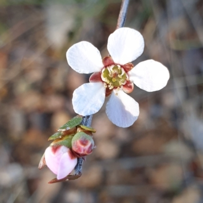 Gaudium multicaule (Teatree) at Cook, ACT - 6 Oct 2021 by drakes