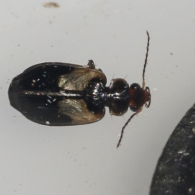 Sarothrocrepis civica (An arboreal 'ground' beetle) at Higgins, ACT - 6 Oct 2021 by AlisonMilton