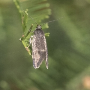 Leistomorpha brontoscopa at Hawker, ACT - 4 Oct 2021 08:48 AM