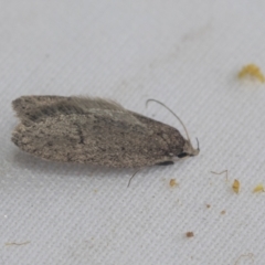 Chezala privatella (A Concealer moth) at Higgins, ACT - 3 Oct 2021 by AlisonMilton