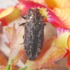 Ethonion leai (Root-galling jewel beetle) at O'Connor, ACT - 8 Oct 2021 by Harrisi