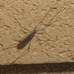 Tipulidae or Limoniidae (family) (Unidentified Crane Fly) at Higgins, ACT - 2 Oct 2021 by AlisonMilton