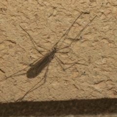 Tipulidae or Limoniidae (family) (Unidentified Crane Fly) at Higgins, ACT - 1 Oct 2021 by AlisonMilton
