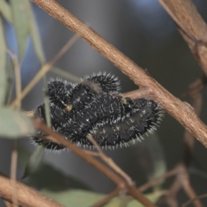 Perga sp. (genus) at Hawker, ACT - 4 Oct 2021 09:27 AM