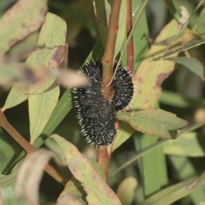 Perga sp. (genus) at Hawker, ACT - 4 Oct 2021