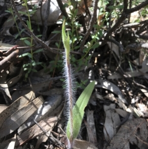 Caladenia sp. at Paddys River, ACT - 4 Oct 2021