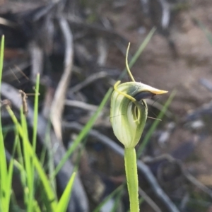 Caladenia sp. at Paddys River, ACT - 4 Oct 2021