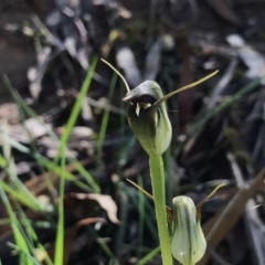 Caladenia sp. at Paddys River, ACT - 4 Oct 2021