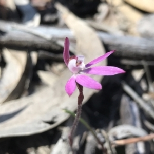 Caladenia fuscata at Paddys River, ACT - suppressed