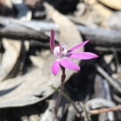 Caladenia fuscata (Dusky Fingers) at Paddys River, ACT - 4 Oct 2021 by PeterR