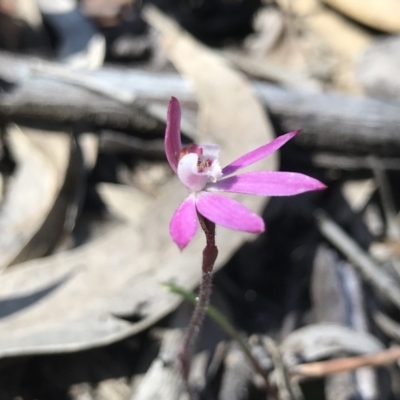 Caladenia fuscata (Dusky Fingers) at Paddys River, ACT - 4 Oct 2021 by PeterR