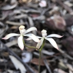 Caladenia ustulata (Brown Caps) at Bullen Range - 4 Oct 2021 by PeterR