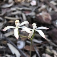 Caladenia ustulata (Brown caps) at Paddys River, ACT - 4 Oct 2021 by PeterR