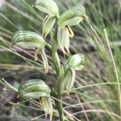 Bunochilus montanus (Montane Leafy Greenhood) at Gibraltar Pines - 3 Oct 2021 by PeterR